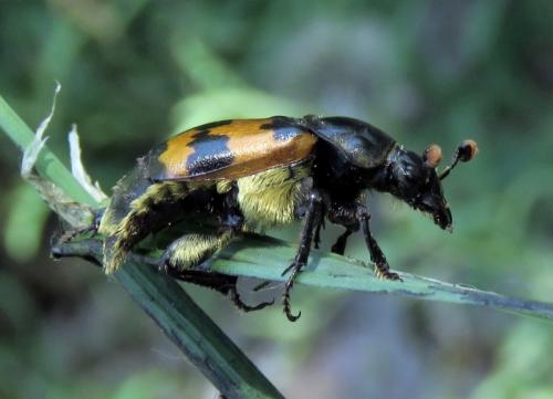 Nicrophorus vestigator